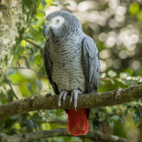 Grey Parrot